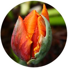 Tulpe-5a.jpg